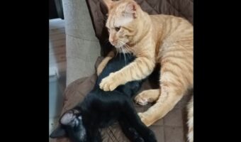 コネコネ・・コネコネ・・。お昼寝中の黒猫に、子猫が熱心にマッサージしている姿がかわいすぎる！！
