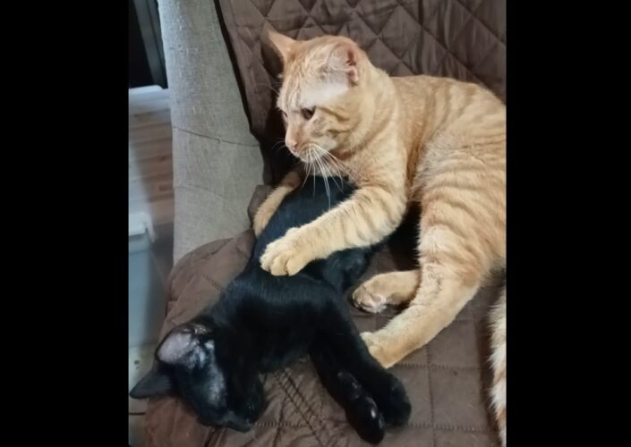 コネコネ・・コネコネ・・。お昼寝中の黒猫に、子猫が熱心にマッサージしている姿がかわいすぎる！！