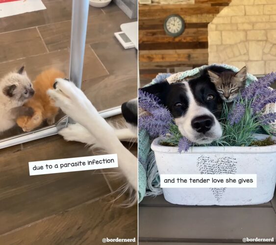 普段は元気でやんちゃなボーダーコリー！一方ではとっても優しい子猫のベビーシッターでもありました！