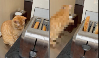 トースターの横に座る猫。パンが焼き上がるのを見守ってくれているのかと思いきや・・【アメリカ・動画】