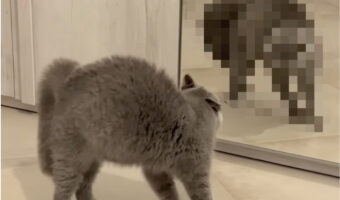 やんのかステップの構えを見せる猫。唸り声も発し闘志をみなぎらせていますが・・その戦いの決着はつきそうにありません！！その対戦相手とは！！