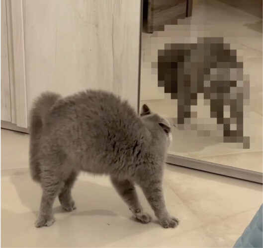 やんのかステップの構えを見せる猫。唸り声も発し闘志をみなぎらせていますが・・その戦いの決着はつきそうにありません！！その対戦相手とは！！