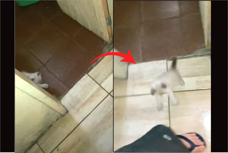 バレバレなのもかわいい。飼い主さんをビックリさせたい子猫は、身を潜めて驚かせるタイミングを窺っています！！【海外・動画】