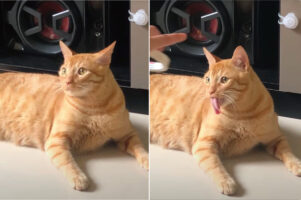 テープの動きにつられるように舌を出す猫。長い舌を持つこの子の仕草がとってもキュート！！