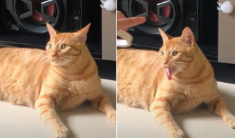 テープの動きにつられるように舌を出す猫。長い舌を持つこの子の仕草がとってもキュート!!