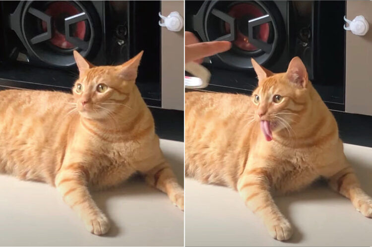 テープの動きにつられるように舌を出す猫。長い舌を持つこの子の仕草がとってもキュート！！