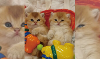 電動バウンサーに入り込んだ2匹の子猫。仲良く並んでのんびりしている姿がとびきりキュートです！！