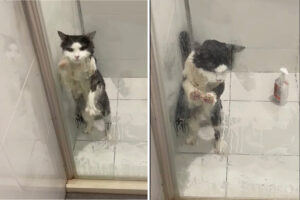 ガラスの扉を必死な様子で叩く猫。どうやら、この子は『ある事』から逃げ出したいみたいです！！【海外・動画】