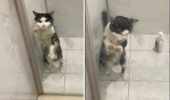 ガラスの扉を必死な様子で叩く猫。どうやら、この子は『ある事』から逃げ出したいみたいです!!【海外・動画】