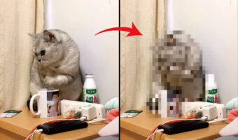 愛猫の行動にビックリ!部屋の隅っこにいると思ったら驚きの行動をとっていたのです!!