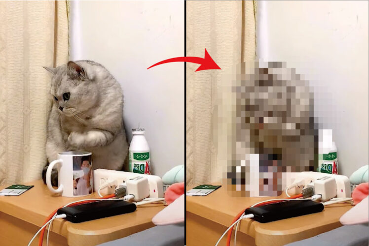 愛猫の行動にビックリ！部屋の隅っこにいると思ったら驚きの行動をとっていたのです！！