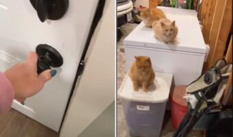 「今は猫を飼っていないんだけれど」そう話す女性がガレージの扉を開けると・・、10匹もの猫たちがくつろいでいましたよ？！【アメリカ・動画】