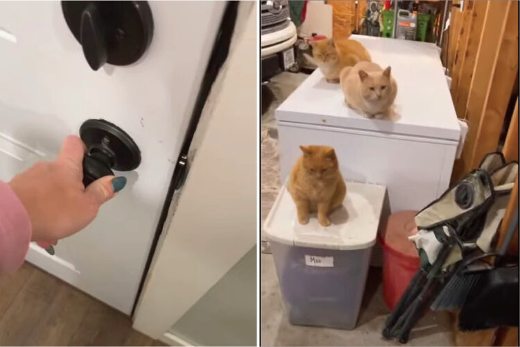 「今は猫を飼っていないんだけれど」そう話す女性がガレージの扉を開けると・・、10匹もの猫たちがくつろいでいましたよ？！【アメリカ・動画】