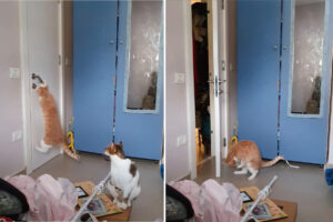 見事な脱出劇！ドアノブにおててをかけて見事にドアを開けた猫。お仲間はささっと外に出ていきましたが・・、この子にはハプニングが！！