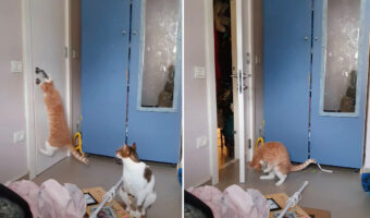 見事な脱出劇！ドアノブにおててをかけて見事にドアを開けた猫。お仲間はささっと外に出ていきましたが・・、この子にはハプニングが！！