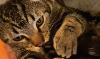 自分の後ろ足を抱えている猫。そのニオイを嗅いでみたようなのですが、その表情があらわすのってもしかして・・【アメリカ・動画】