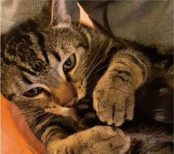 自分の後ろ足を抱えている猫。そのニオイを嗅いでみたようなのですが、その表情があらわすのってもしかして・・【アメリカ・動画】