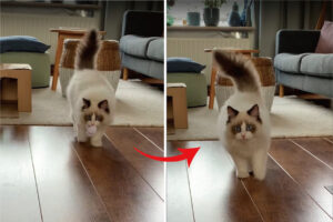 オモチャをなんとかくわえ込むことができた子猫。ところが歩いて来る途中で口をはなしてしまい・・、その直後のリアクションがかわいすぎる！！