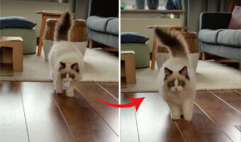 オモチャをなんとかくわえ込むことができた子猫。ところが歩いて来る途中で口をはなしてしまい・・、その直後のリアクションがかわいすぎる!!