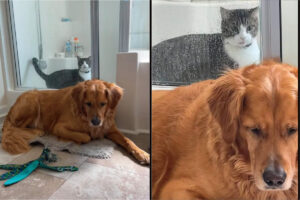 「出してよ〜」とばかりに鳴く猫。その声をわざと無視しているのか、シャワールームのドアの前に愛犬が陣取っています