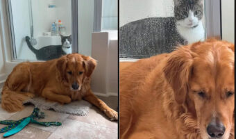 「出してよ〜」とばかりに鳴く猫。その声をわざと無視しているのか、シャワールームのドアの前に愛犬が陣取っています