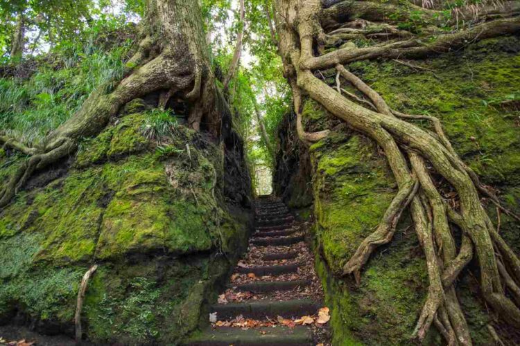 これは確実に『隠しダンジョン』の入り口 ！！真っ二つに木が割れて出現したとしか思えない不思議なスポットが話題に！