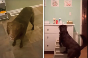 お手伝いするんだワン！赤ちゃんのお世話で忙しい飼い主さんのために、家のあちこちに物を取りに行く愛犬がかしこすぎる！