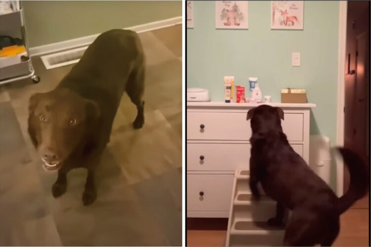 お手伝いするんだワン！赤ちゃんのお世話で忙しい飼い主さんのために、家のあちこちに物を取りに行く愛犬がかしこすぎる！