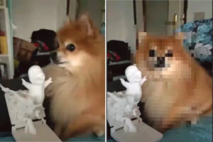 愛犬に「写真撮るよ！」と声をかけたら・・、とてもいい笑顔の一枚を撮らせてくれました！！【海外・動画】