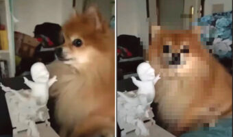 愛犬に「写真撮るよ!」と声をかけたら・・、とてもいい笑顔の一枚を撮らせてくれました!!【海外・動画】