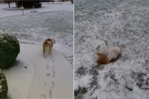 雪を満喫する愛犬。雪が積もった斜面の前まで来ると寝転んで・・お尻を振りながら滑っていきます！！【アメリカ・動画】