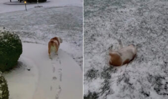 雪を満喫する愛犬。雪が積もった斜面の前まで来ると寝転んで・・お尻を振りながら滑っていきます!!【アメリカ・動画】
