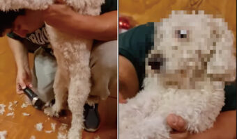 もしかしてお気に召さなかった・・?トリミングをされていた愛犬の形相にビックリ