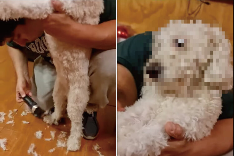 もしかしてお気に召さなかった・・？トリミングをされていた愛犬の形相にビックリ