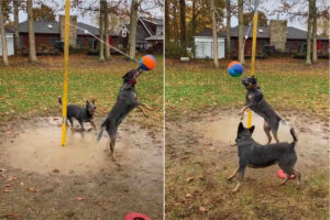 ポールに吊るされた『テザーボール』に大はしゃぎする愛犬たち。ボールを打ち合って楽しそう！