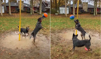 ポールに吊るされた『テザーボール』に大はしゃぎする愛犬たち。ボールを打ち合って楽しそう！