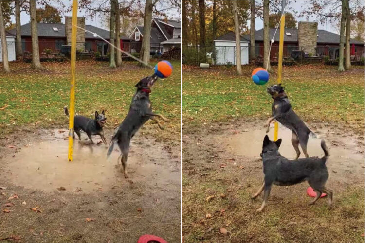 ポールに吊るされた『テザーボール』に大はしゃぎする愛犬たち。ボールを打ち合って楽しそう！