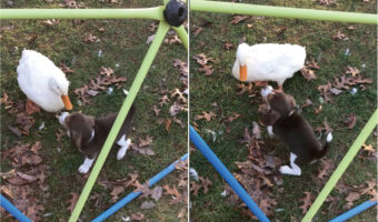 幼い子犬の親友は・・なんとアヒル!?ふたりで仲良くワチャワチャして遊んでいました!!【アメリカ・動画】