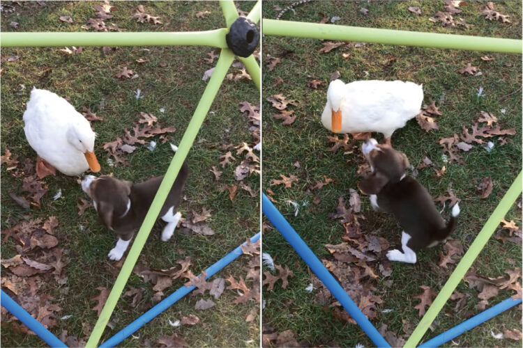 幼い子犬の親友は・・なんとアヒル！？ふたりで仲良くワチャワチャして遊んでいました！！【アメリカ・動画】