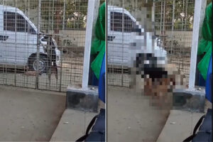 外から帰って来た愛犬とそのお友達。まさかの方法でゲートを開けて家に入ってきましたよ！！【海外・動画】