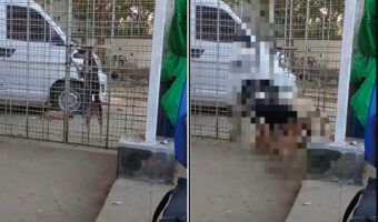 外から帰って来た愛犬とそのお友達。まさかの方法でゲートを開けて家に入ってきましたよ！！【海外・動画】