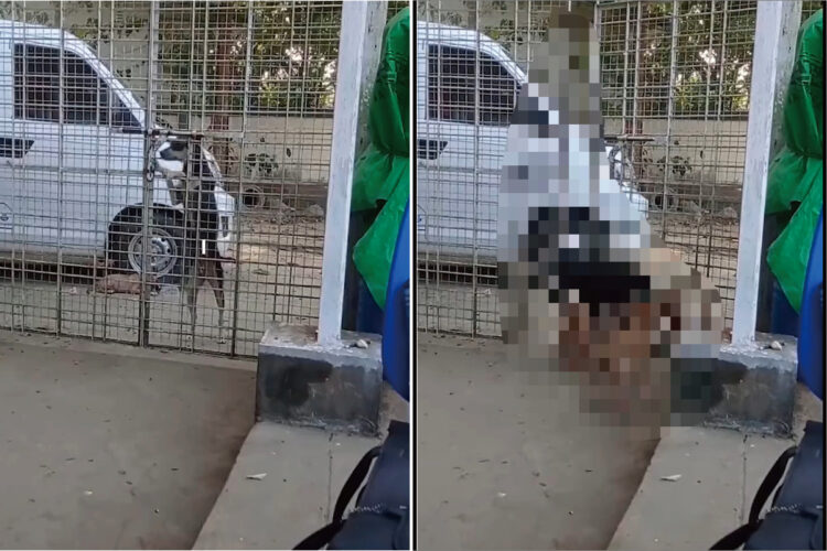 外から帰って来た愛犬とそのお友達。まさかの方法でゲートを開けて家に入ってきましたよ！！【海外・動画】