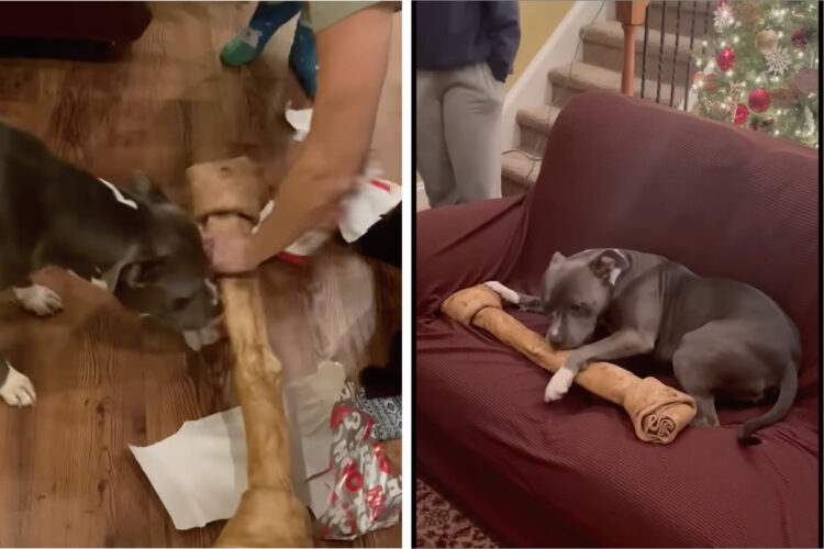 スタッフォードシャー・ブル・テリアはクリスマスプレゼントに大喜び！もらったのは、この子の体よりも大きなドッグガムです！！