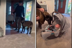 愛犬のマリノアは大興奮！初めて会った飼い主さんの赤ちゃんのことがさっそく大好きになったみたい！！
