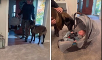 愛犬のマリノアは大興奮!初めて会った飼い主さんの赤ちゃんのことがさっそく大好きになったみたい!!