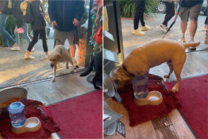 飼い主さんとペット用品店を訪れたラブラドール。「ご自由にどうぞ」と入り口に置かれたおやつに大喜びで一直線！！【アメリカ・動画】