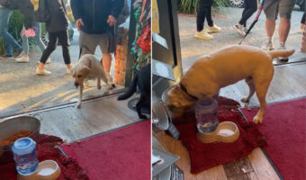 飼い主さんとペット用品店を訪れたラブラドール。「ご自由にどうぞ」と入り口に置かれたおやつに大喜びで一直線!!【アメリカ・動画】