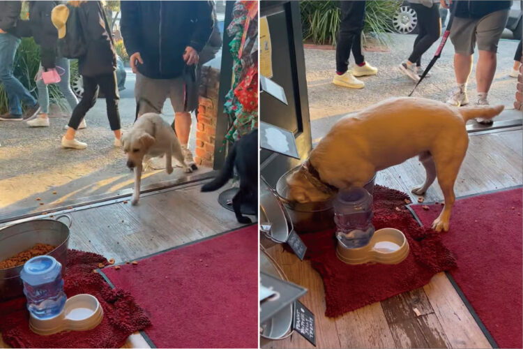 飼い主さんとペット用品店を訪れたラブラドール。「ご自由にどうぞ」と入り口に置かれたおやつに大喜びで一直線！！【アメリカ・動画】