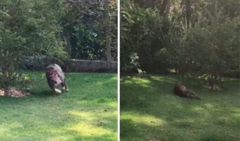 庭の芝生に寝転ぶだけで遊べちゃう!?ある遊びをする愛犬ですが・・、この庭にはカメラではわかりにくいある秘密が!!