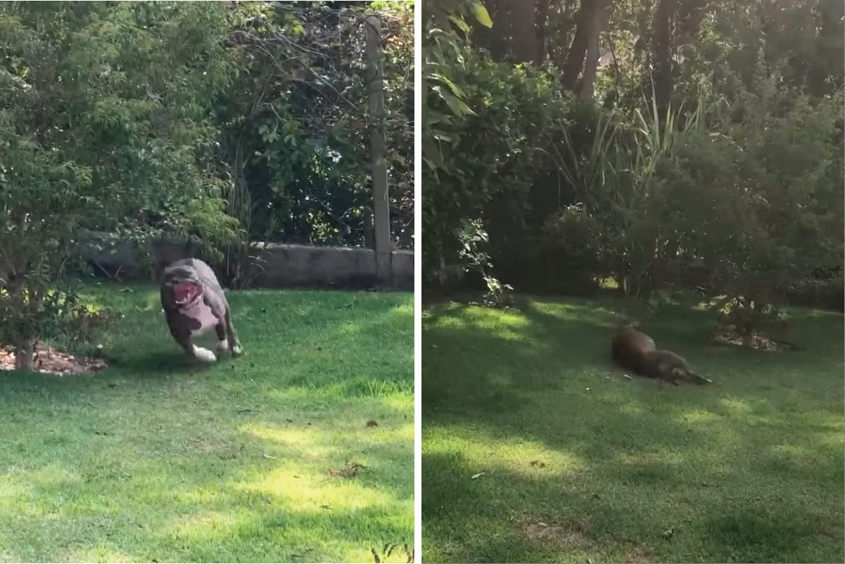 庭の芝生に寝転ぶだけで遊べちゃう！？ある遊びをする愛犬ですが・・、この庭にはカメラではわかりにくいある秘密が！！